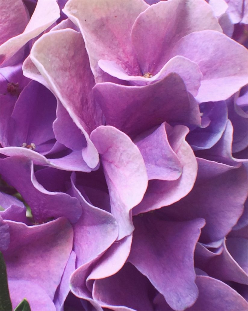Purple hydrangea petals ... ☂️💜